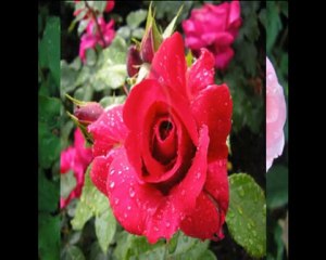 ROSE  AFTER  RAIN