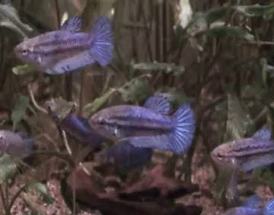 Betta splendens plakat bleu roi juin 2010.