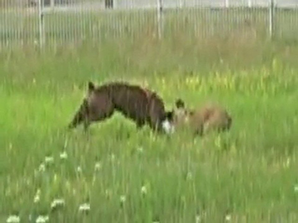 deux boxer avec un ballon