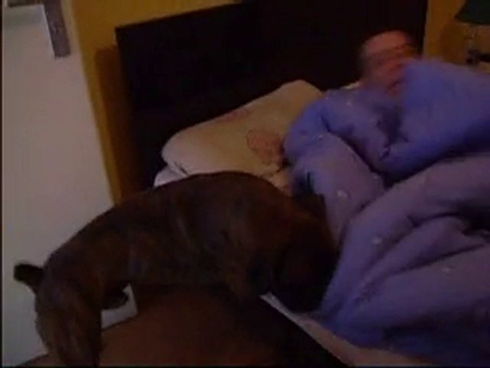 boxer