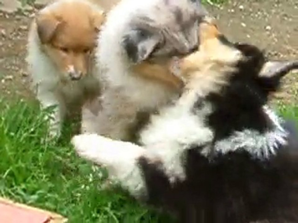 felyne blue des stuarts de boisbelle et son frère fringant