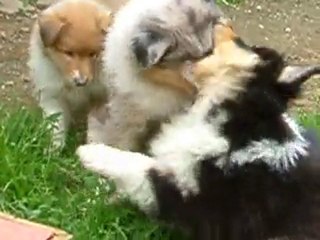 felyne blue des stuarts de boisbelle et son frère fringant