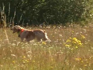 DOMAINE DU PERIGAL 1