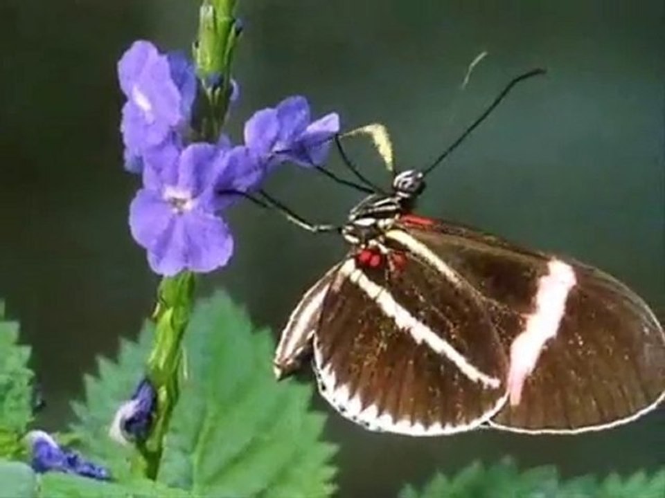 LAS FLORES - LA POLINIZACION - DOCUMENTAL