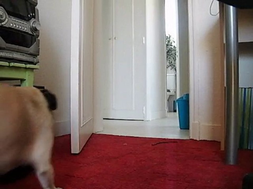 défi adorable carlin