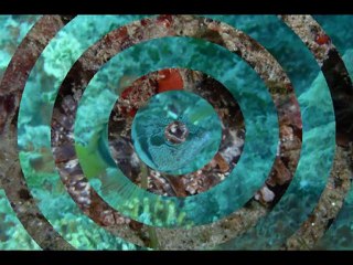 Memorie Sommerse, fotoclip del mare di Tropea e dintorni