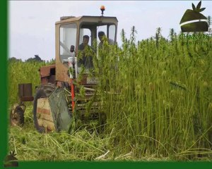 Chanvre Mellois "la culture du chanvre"