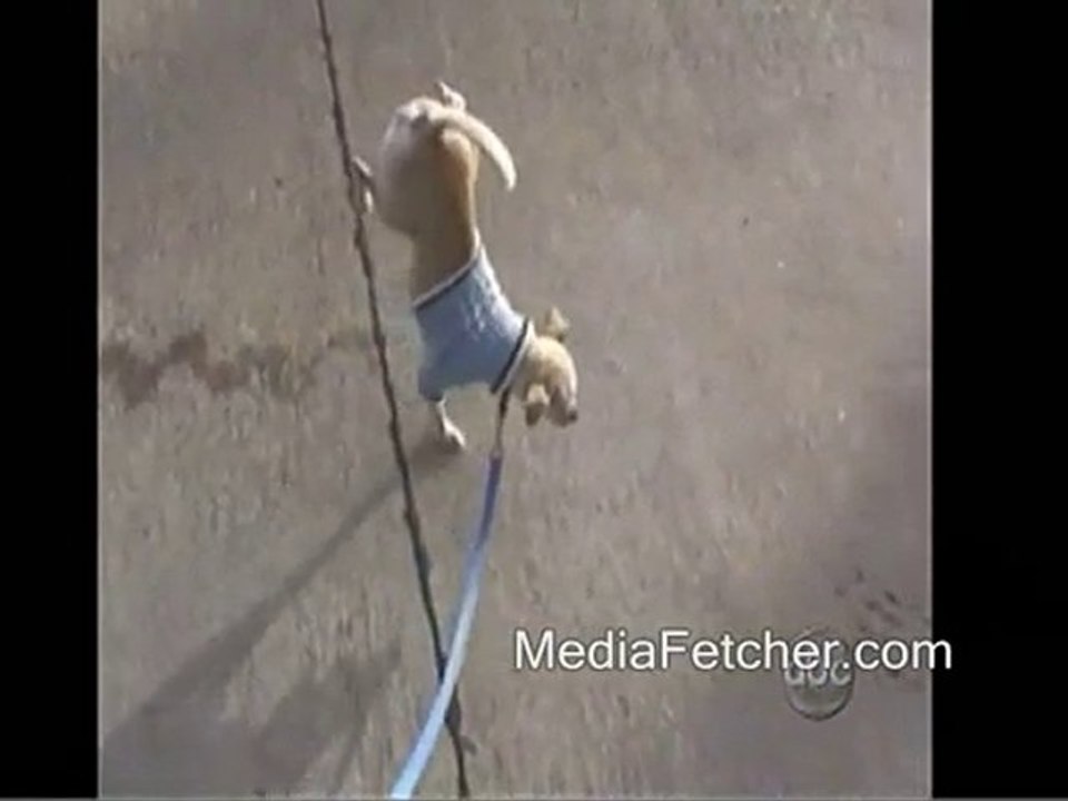 chien fait son territoire