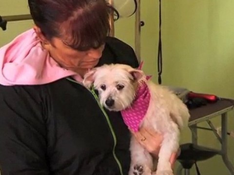 Pet Grooming Castle Hill, Nsw Pet Bodyworks NSW