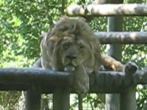 Zoo la Boissière du Doré : lion