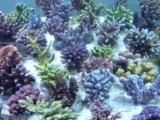 SPS aquatic services