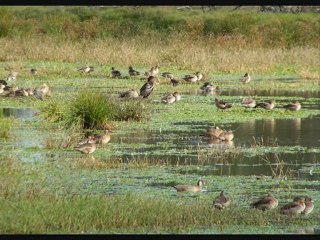 diaporama Baie de SOMME