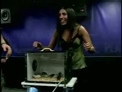 Attaque de rat ou de souris