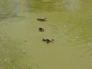 Zoo la Boissière du Doré : canards
