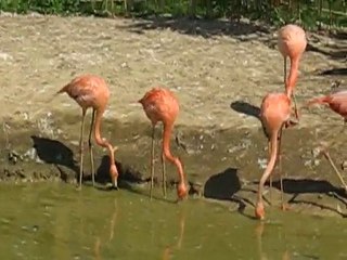 Zoo la Boissière du Doré : flamants roses