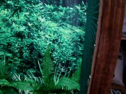 gouldian finch salma