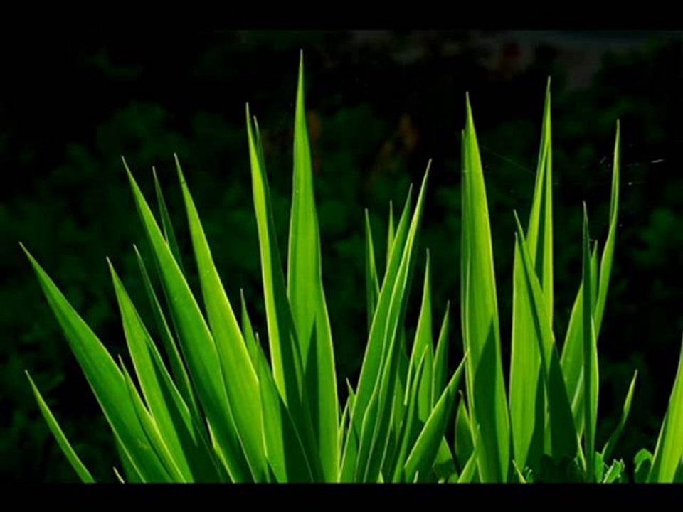 Güllü Sevsene Beni