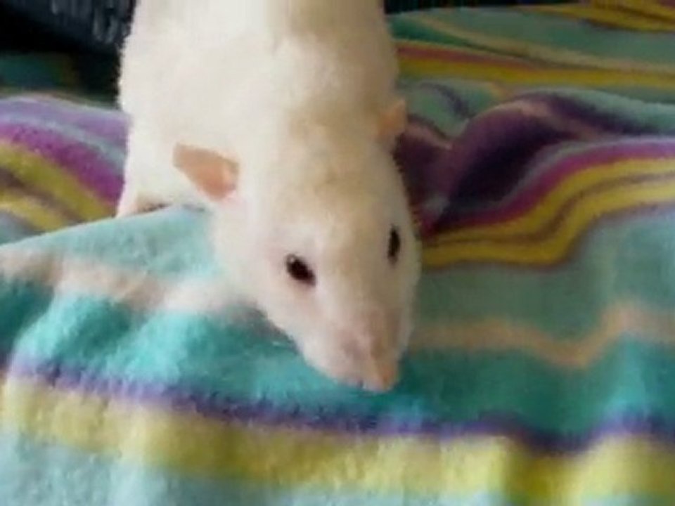 Biscuit 27
