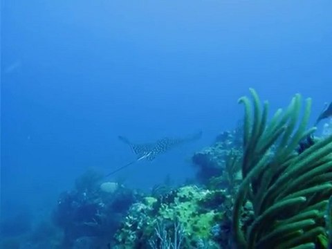 Raie aigle en vol à Grenadier