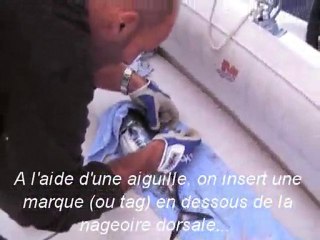 traine hauturière 2008 marquage Bastia Offshore Fishing Club