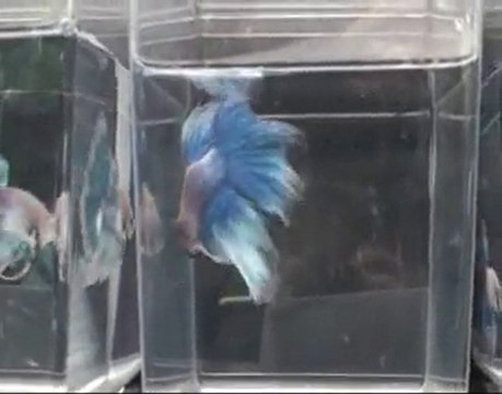 Betta splendens Cambodge multi podium Dijon 2010.