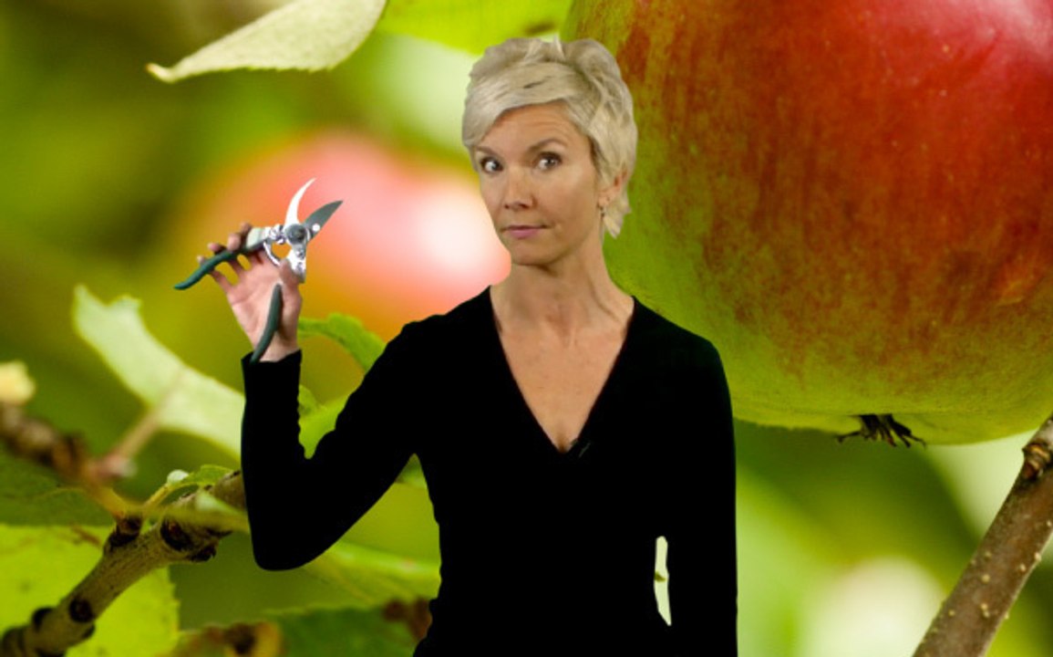 #6 OGM et éco-volontariat