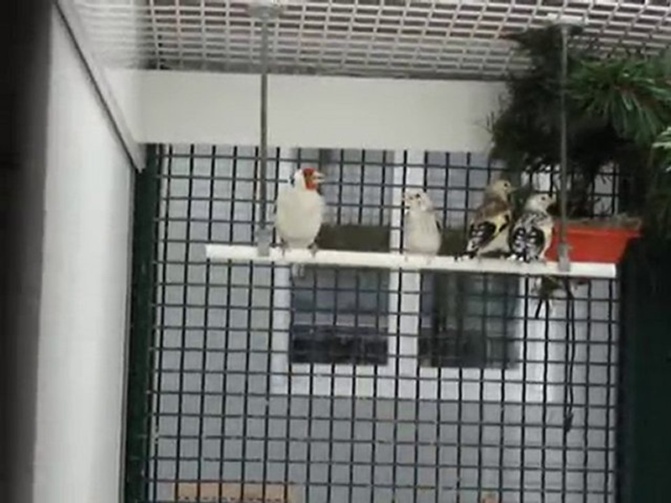 chardonneret eumo avec des jeunes