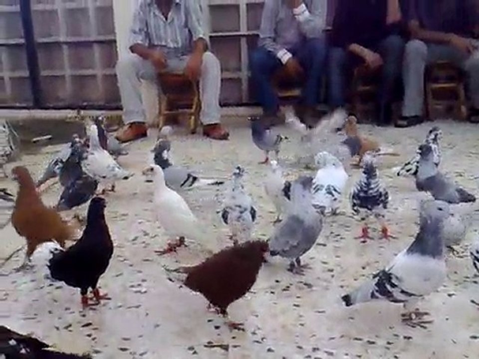 şanlıurfa güvercin kahvesi-www.guvercinrehberi.com