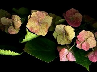 SUZAN KARDEŞ SEZEN AKSU KIR ÇİÇEKLERİ