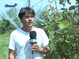 Du kiwi 100% bio et 100% régional ! (Alsace)
