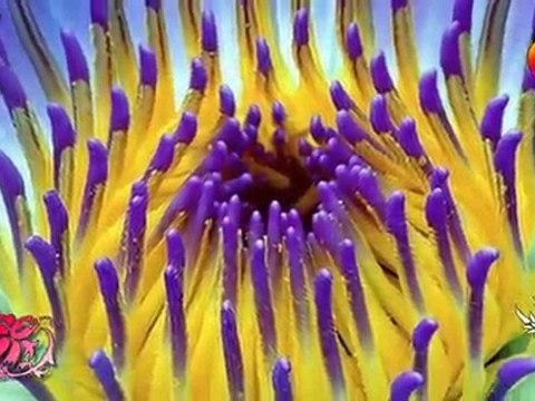 Ой не світи місяченьку ♥ Ukrainian folk song by Гурт Експрес