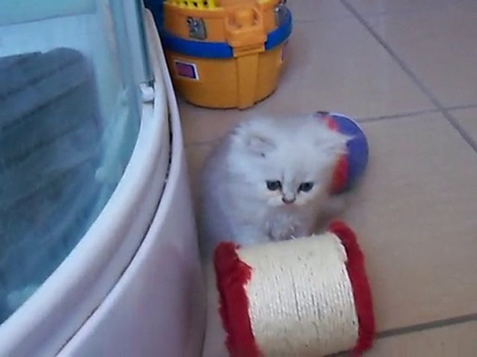 chatons 1 mois et demi