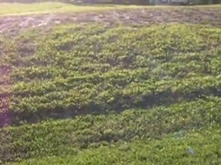 Homes for Sale - Lot 19 TRAIL RIDGE Drive - Saint Charles, I