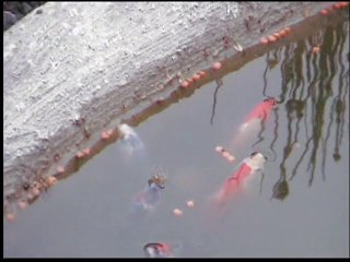 poissons  rouge et  koi