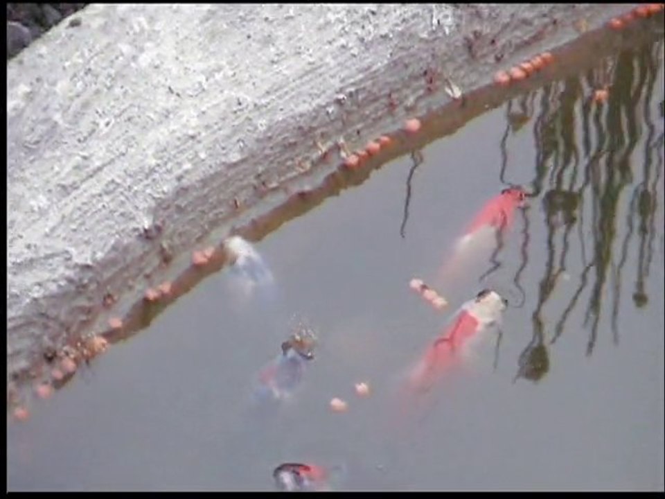 poissons  rouge et  koi