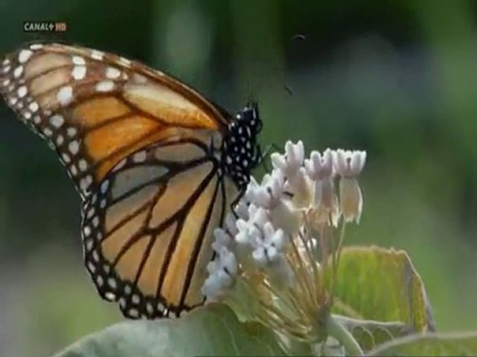 LAS FLORES - DOCUMENTAL