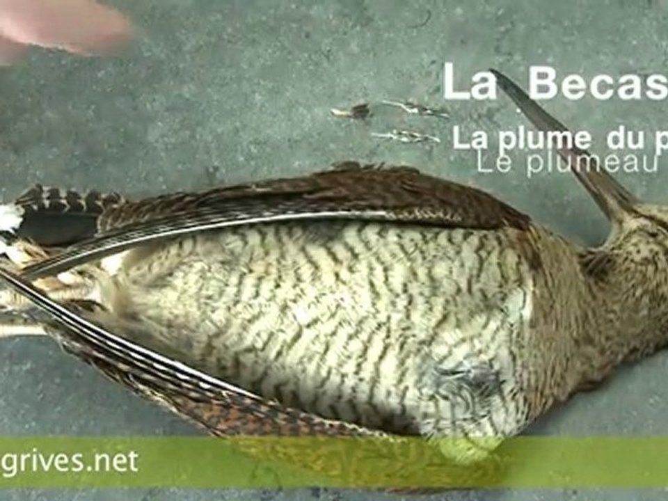 Bécasse - Plumes du peintre et plumeau de la bécasse