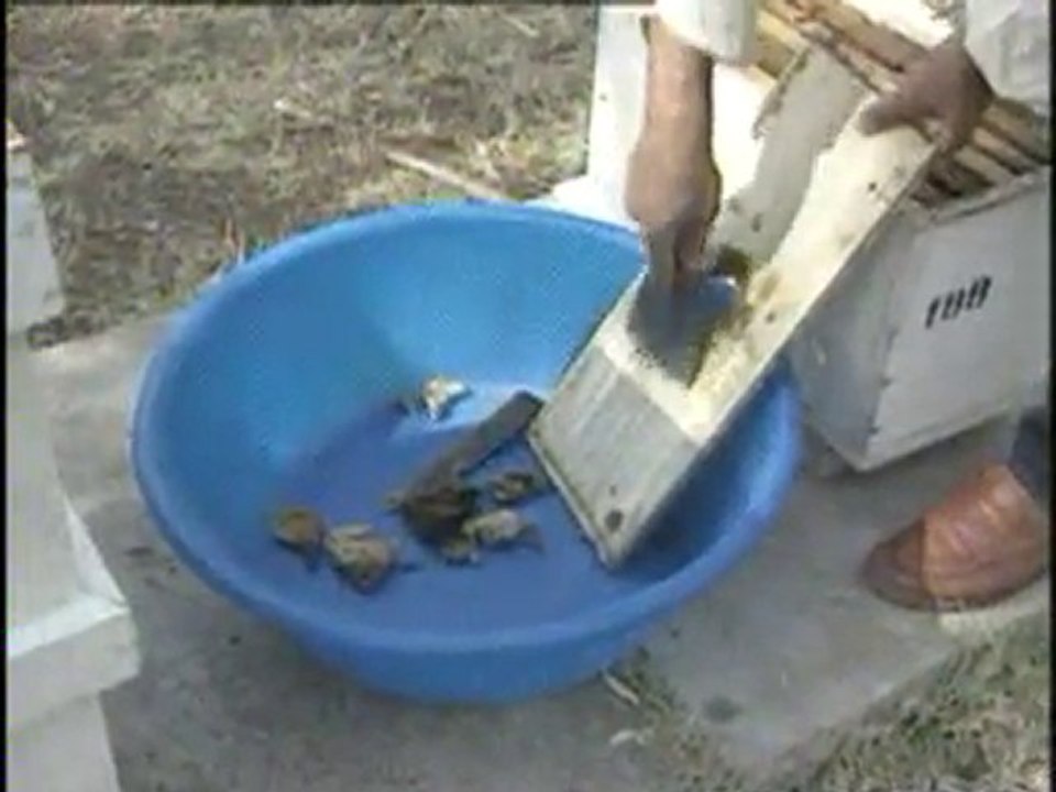 Arı Hastalıkları ve Zararları (yay-çep)