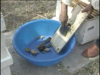 Arı Hastalıkları ve Zararları (yay-çep)