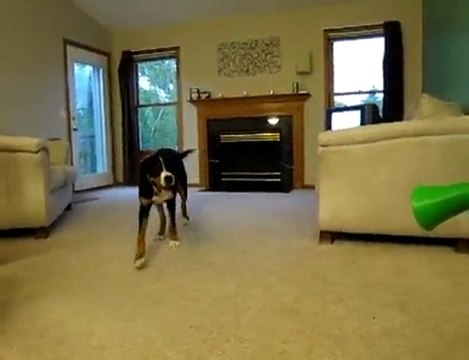 Ne pas faire chier son chien avec une vuvuzela