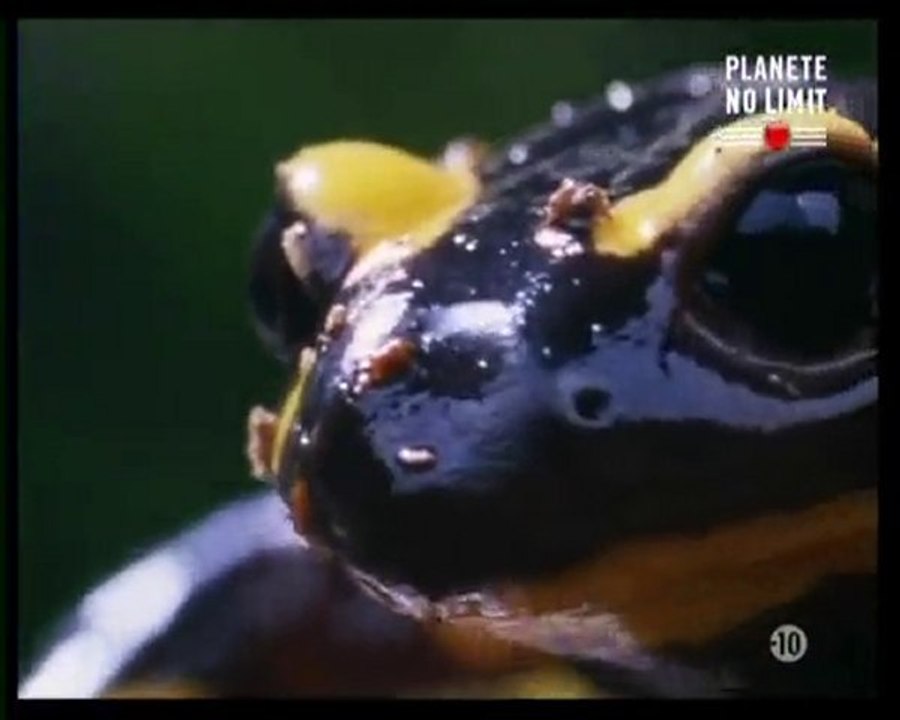 Le mythe du dragon (2)