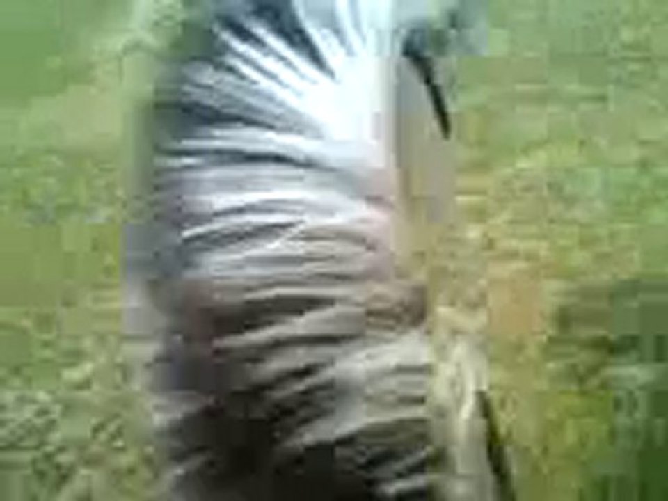 rocco galop trot pas