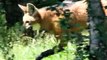 Loup a Crete noir dans la réserve zoologique de Calviac