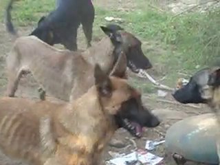 nos malinois et le rott