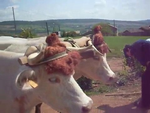 attelage vaches charollaises cave du père Tienne à Sologny