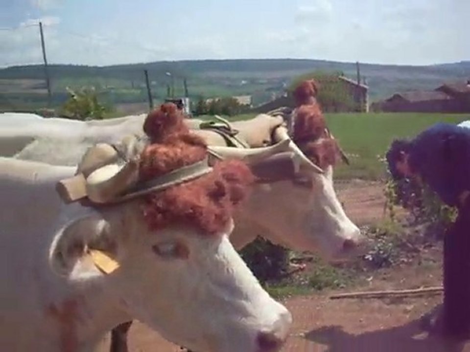 attelage vaches charollaises cave du père Tienne à Sologny