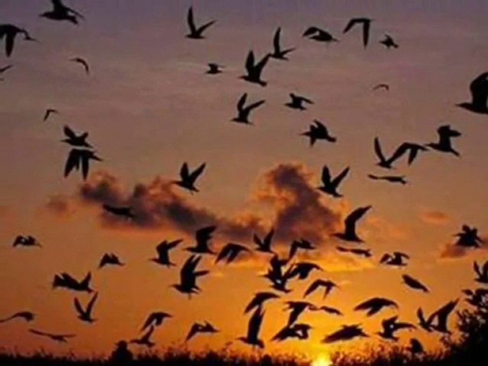 Güllü & Ögrettin Bana By ][SeFeR][