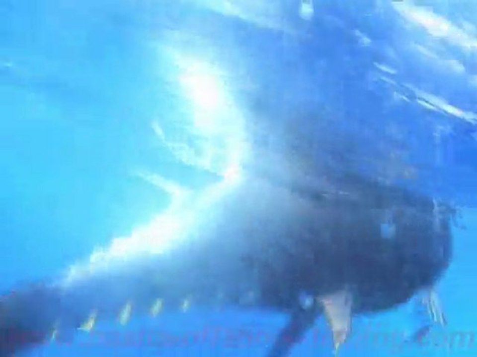 relache thon rouge au broumè BASTIA OFFSHORE FISHING CLUB