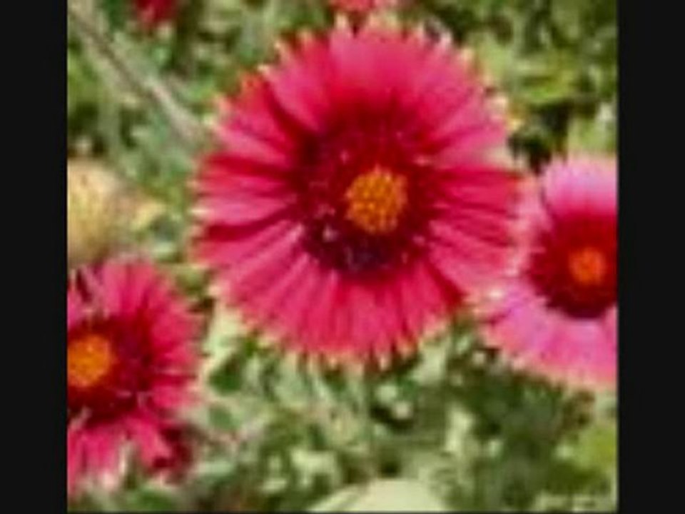 diyar-ali asker-ferhat tunç