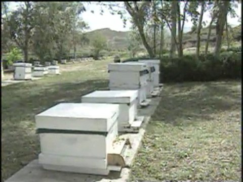 Polen Üretimi Ve Hasadı (yay-çep)